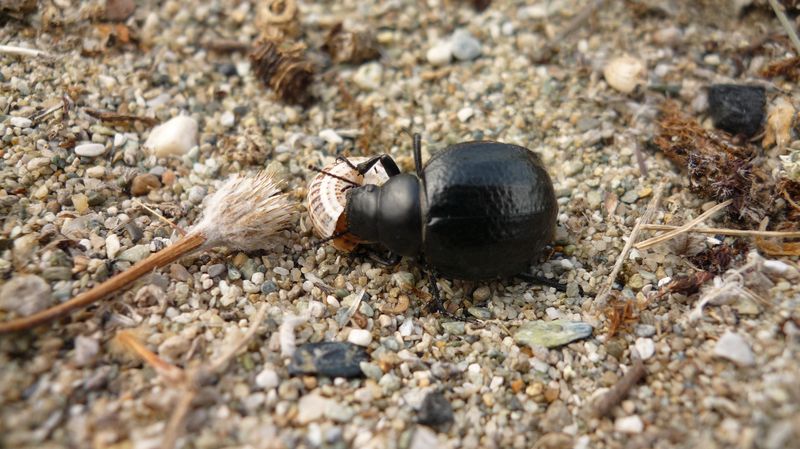 Nero beetle sulla spiaggia